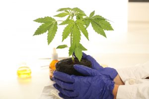 medicinsk cannabis